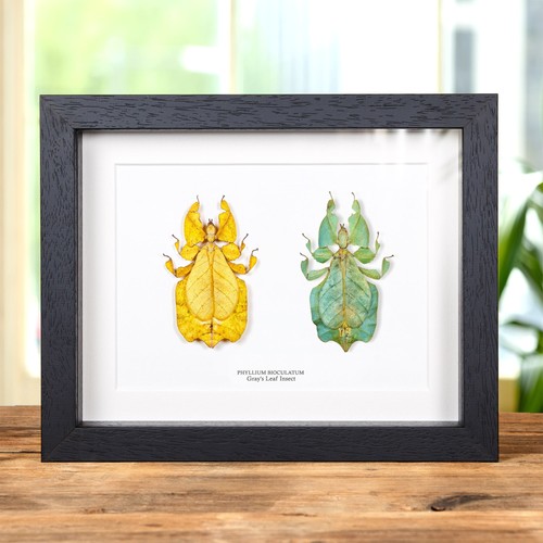 Gray leaf insect yellow - gray's, &