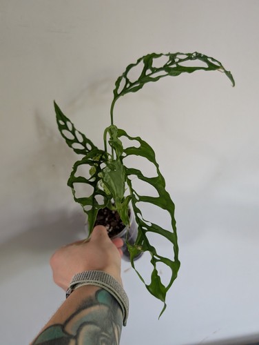 Monstera obliqua peru live - obliqua,