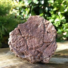 Ichthyosaur vertebrae jurasic - ichthyosaur,