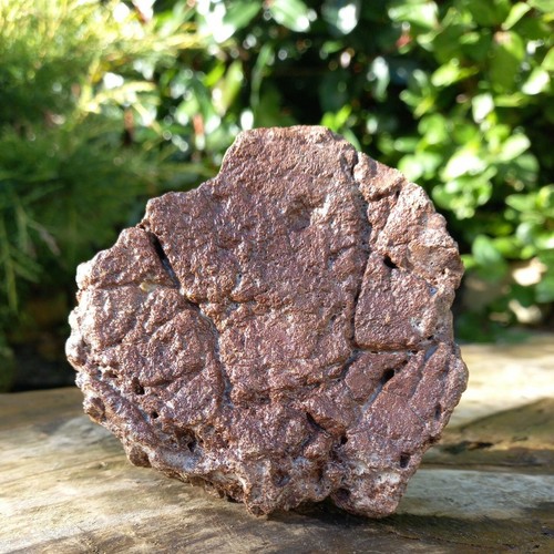 Ichthyosaur vertebrae jurasic - ichthyosaur,