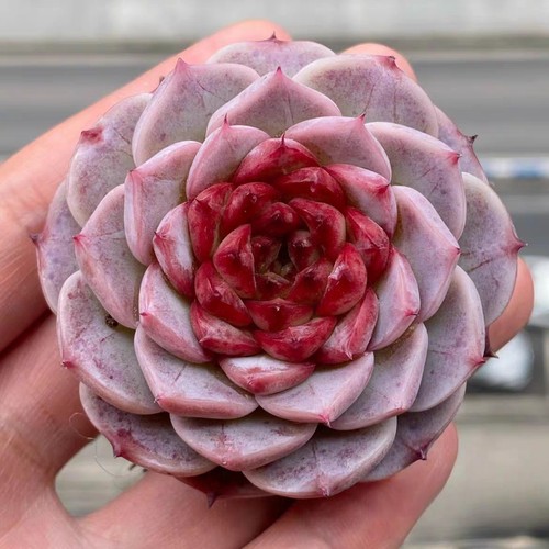 Echeveria red velvet - 'red,