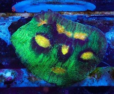 WYSIWYG Raja Rampage Chalice