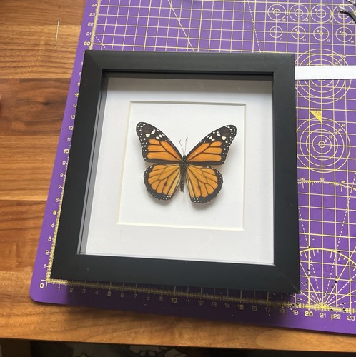 Framed monarch butterfly - framed,