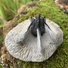 Fossil Cyphaspis Trilobite