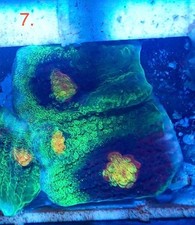WYSIWYG Raja Rampage Chalice LPS coral marine frag salt not SPS Zoa carbon 7