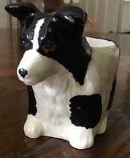 Black & White Collie Dog