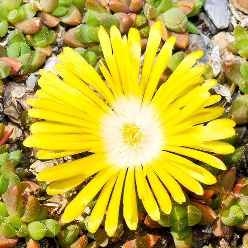Delosperma congestum 9cm - congestum,