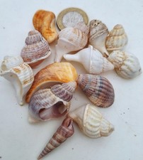 Mixed Sea Shells Beach Craft