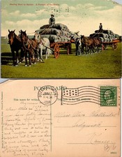 Hauling Wool to Market Horse