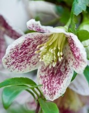 CLEMATIS CLIMBING PLANT FRECKLES FAST GROWING CLIMBER 9CM POT YELLOW RED FLOWERS