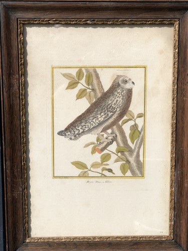 Coloured etching francois - coloured,