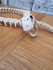 Skeleton Large Snake Halloween