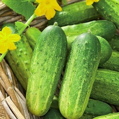 Cucumber plug plants - plug,