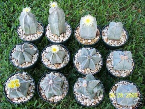 Astrophytum myriostigma mix - astrophytum,