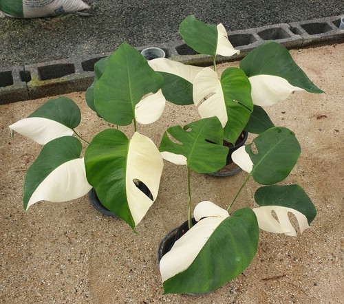 Monstera albo variegated - monstera,