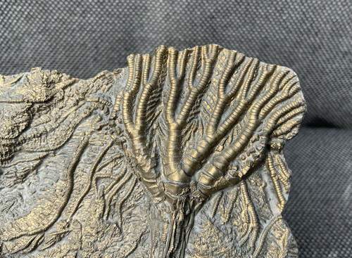 Rare jurassic crinoid - rare,