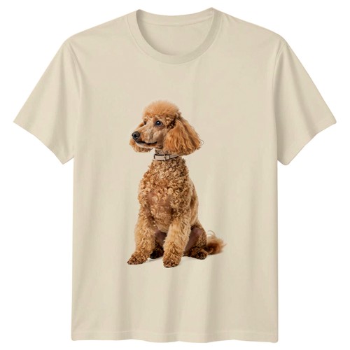 Apricot poodle sitting dog - apricot,
