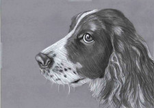 Original pencil drawing artwork picture Stunning Springer Spaniel dog Art