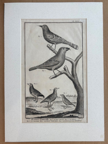 Antique martinet bird print - antique,