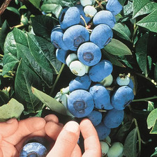 10 x plugs Blueberry