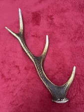 SIKA DEER ANTLER 181g