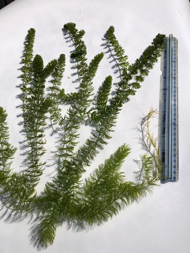 70g hornwort pond and aquarium - pond,