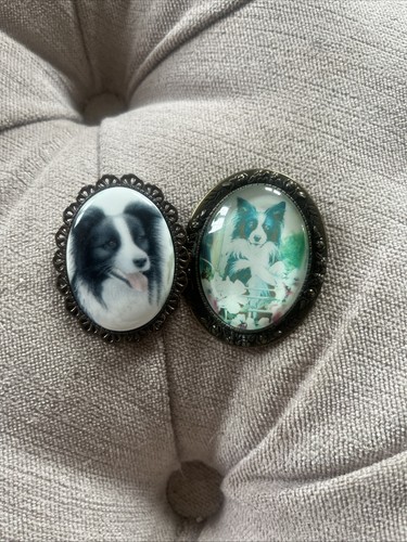 Lovely border collie dog - lovely,