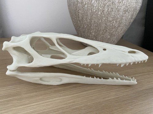Replica velociraptor skull - velociraptor,