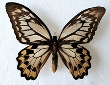 Ornithoptera Croesus Lydius
