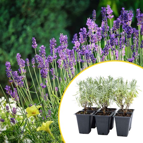 Grosso lavender live plants - grosso,