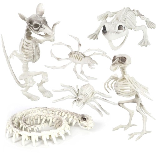 Pack halloween skeleton - halloween,