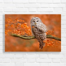 Autumn Owl On Branch Norway