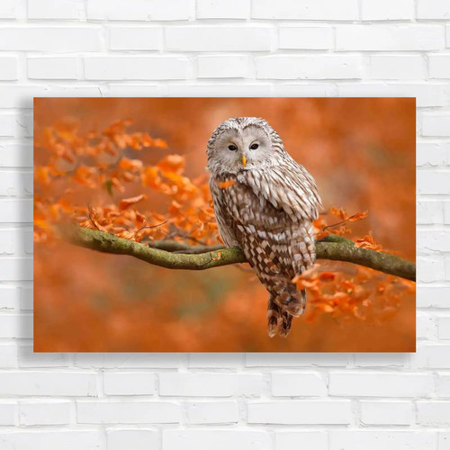Autumn owl branch norway - branch,