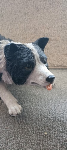 Border collie figure hotant - collie,