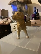 Unmarked Golden Retriever Dog