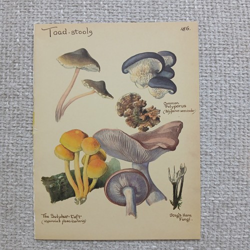 Vintage 1977 toadstool - vintage,