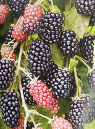 Blackberry thornfree bush - blackberry, 'thornfree'
