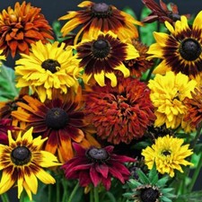 T&M Rudbeckia All Sorts Mixed