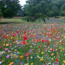 1500 seeds WILD FLOWER MEADOW