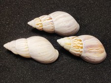 3 x (XXL) Japanese Tulip Shells Hermit Crabs Natural Seashells Aquarium Decor 