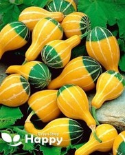 SMALL SPOON  - 15 seeds -