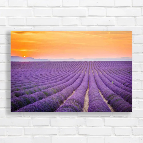 Lavender field sunset - lavender,