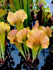 Sarracenia Golden Eagle