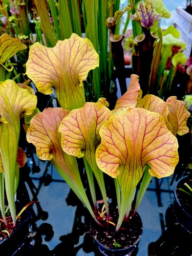 Sarracenia golden eagle - sarracenia,