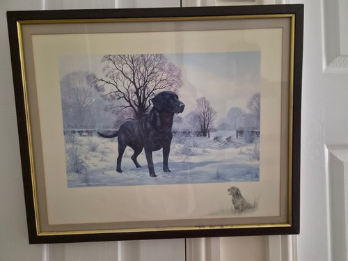 Nigel hemming black labrador - nigel,
