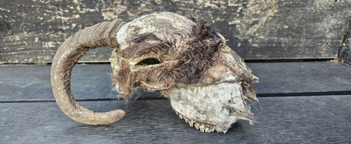 Sheep skull taxidermy art - sheep,