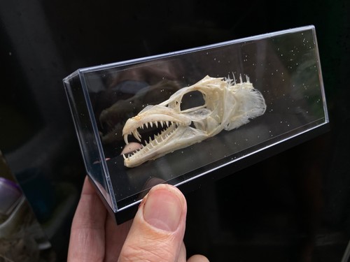 Fish skull display case - fish,