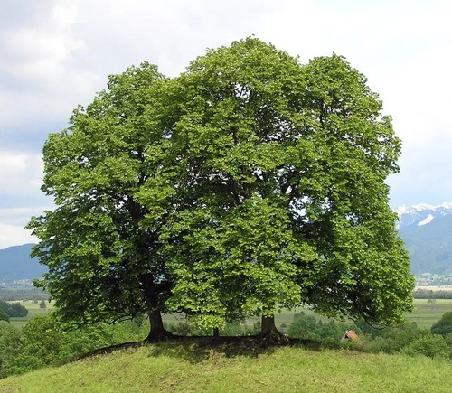 Lime tree linden - tree,