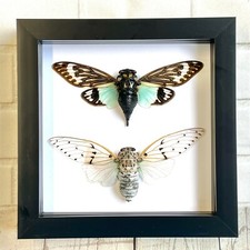 Cicada pair the - pair, ghost