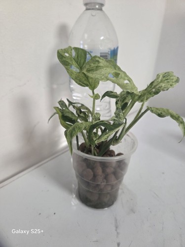 Monstera frozen freckles - frozen, 3